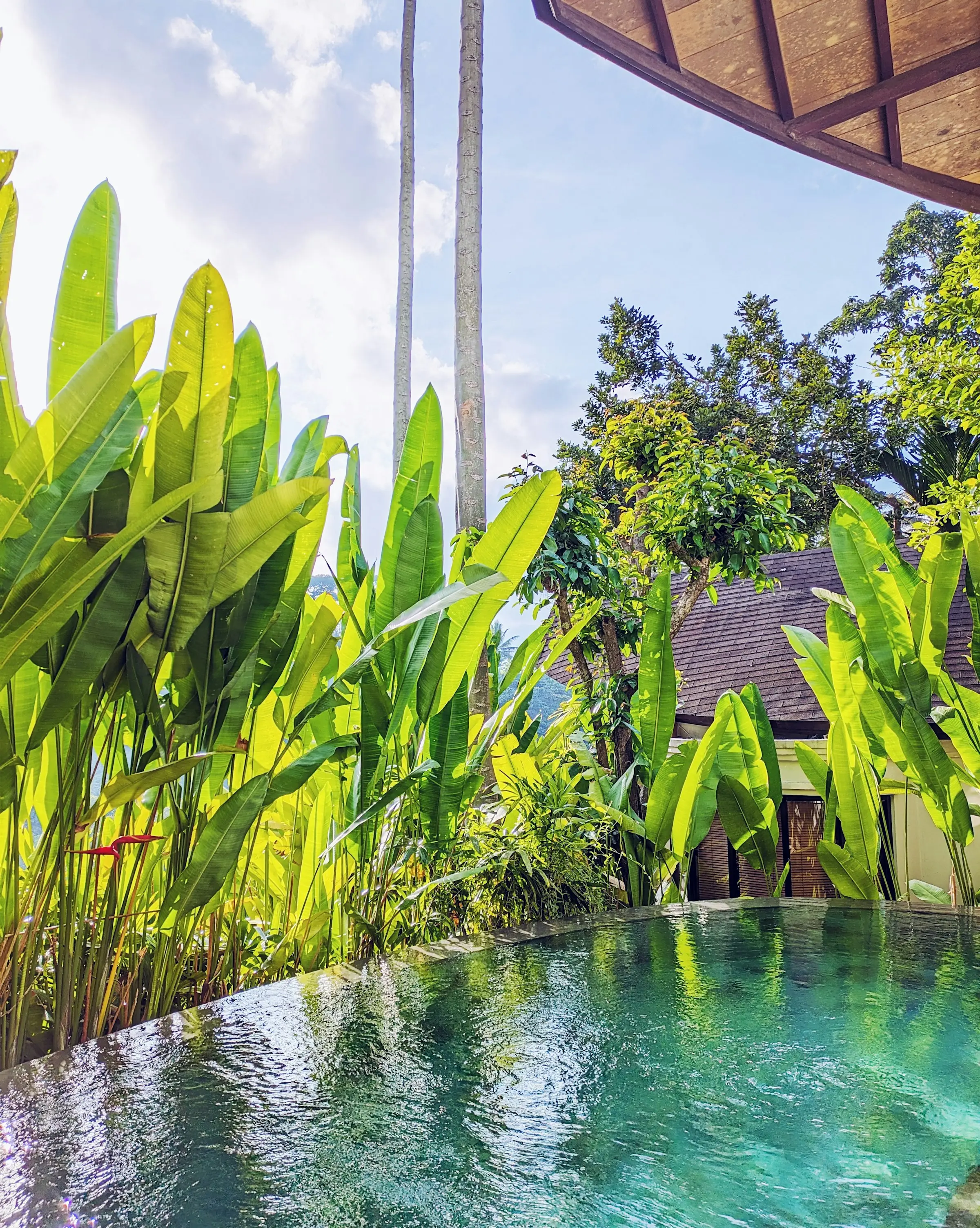 Piscina con borde infinito rodeada de vegetación tropical